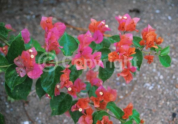 Pink blooms; Salmon blooms; Evergreen; Needles or needle-like leaf