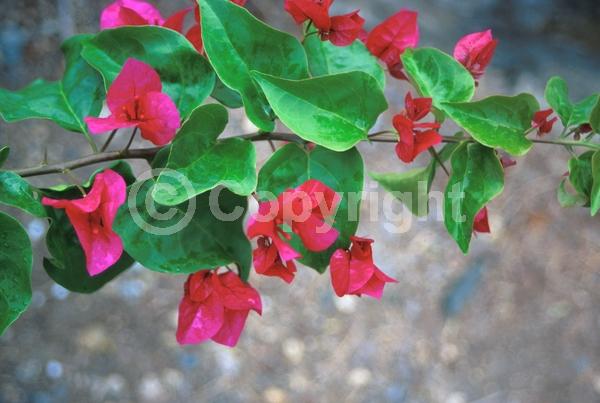 Red blooms; Evergreen; Needles or needle-like leaf
