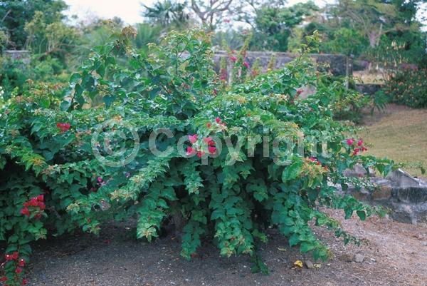 Red blooms; Evergreen; Needles or needle-like leaf