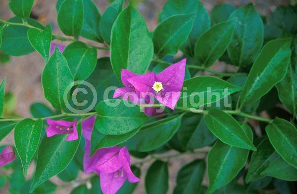 Lavender blooms; Evergreen; Needles or needle-like leaf