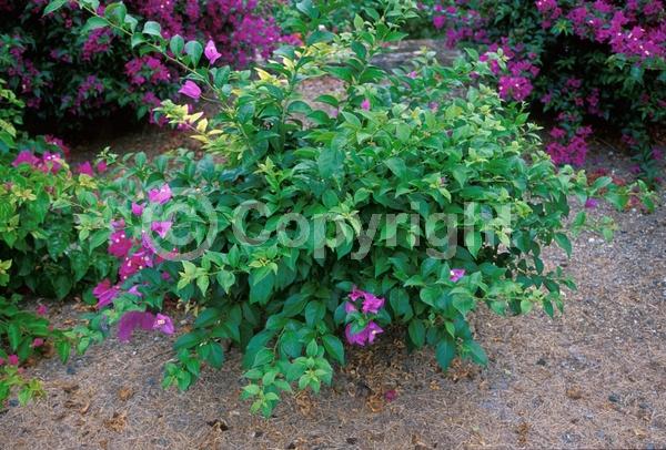 Lavender blooms; Evergreen; Needles or needle-like leaf