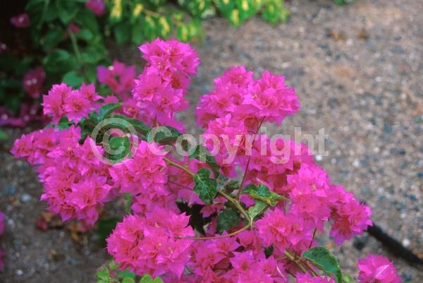 Pink blooms; Lavender blooms; Evergreen; Needles or needle-like leaf