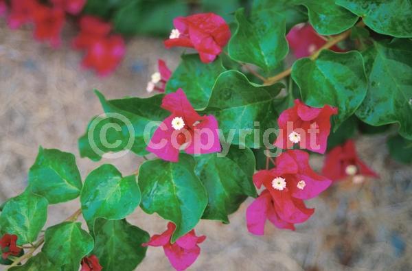 Red blooms; Purple blooms; Evergreen; Needles or needle-like leaf