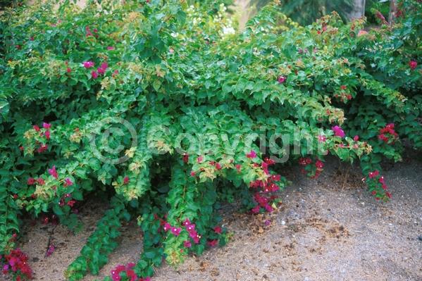 Red blooms; Purple blooms; Evergreen; Needles or needle-like leaf