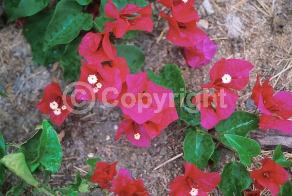 Red blooms; Purple blooms; Evergreen; Needles or needle-like leaf