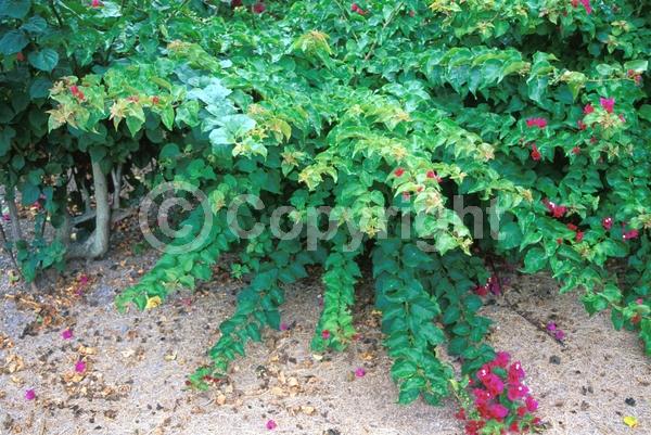 Red blooms; Purple blooms; Evergreen; Needles or needle-like leaf