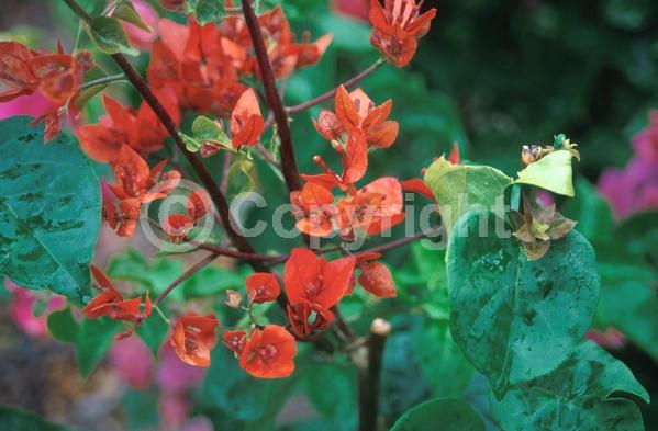 Red blooms; Purple blooms; Evergreen; Needles or needle-like leaf