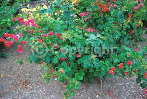 Red blooms; Purple blooms; Evergreen; Needles or needle-like leaf