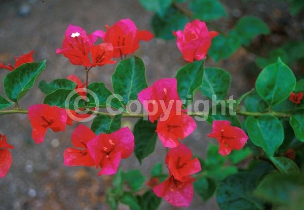 Red blooms; Purple blooms; Evergreen; Needles or needle-like leaf