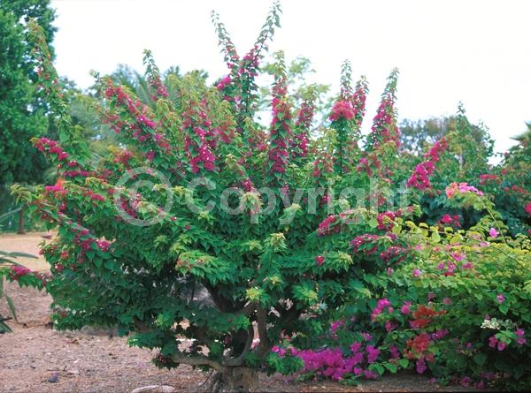 Red blooms; Purple blooms; Evergreen; Needles or needle-like leaf