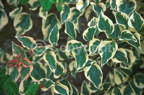 Red blooms; Evergreen; Needles or needle-like leaf
