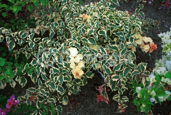 Red blooms; Evergreen; Needles or needle-like leaf