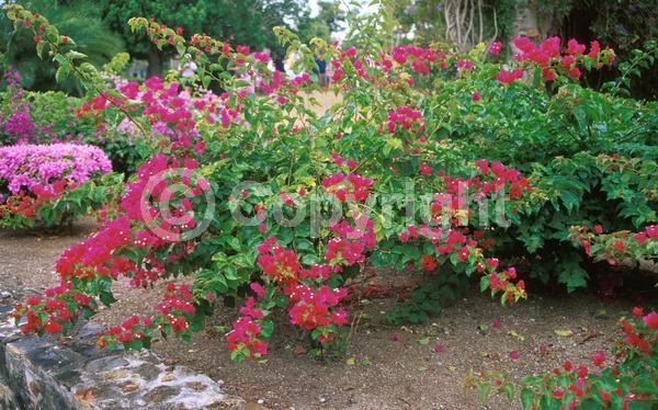 Red blooms; Evergreen; Broadleaf