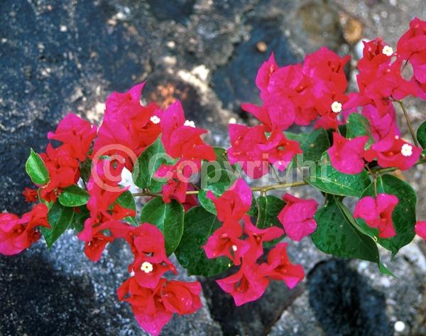 Red blooms; Evergreen; Broadleaf