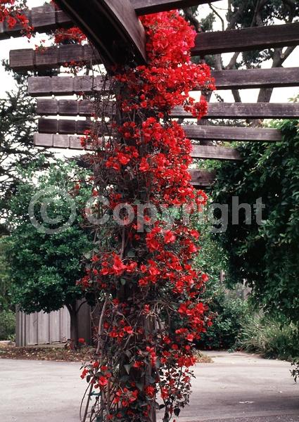 Red blooms; Evergreen; Broadleaf