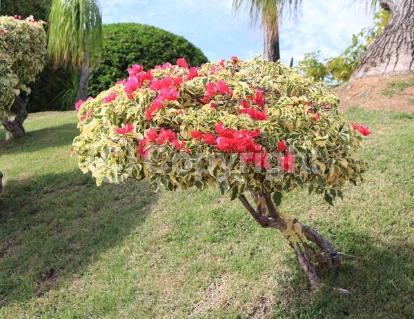 Red blooms; Orange blooms; Yellow blooms; Purple blooms; Lavender blooms; Evergreen; Needles or needle-like leaf