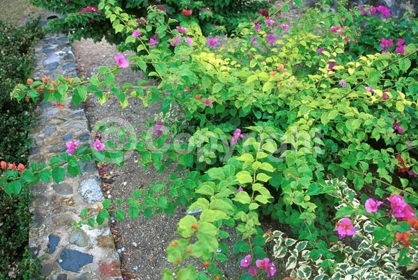 Orange blooms; Pink blooms; Evergreen; Needles or needle-like leaf