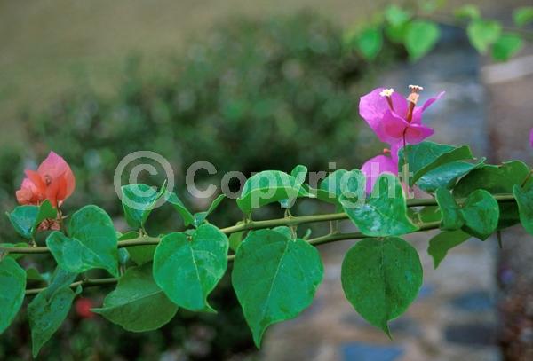 Orange blooms; Pink blooms; Evergreen; Needles or needle-like leaf