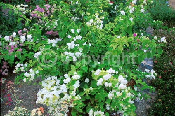 White blooms; Evergreen; Needles or needle-like leaf