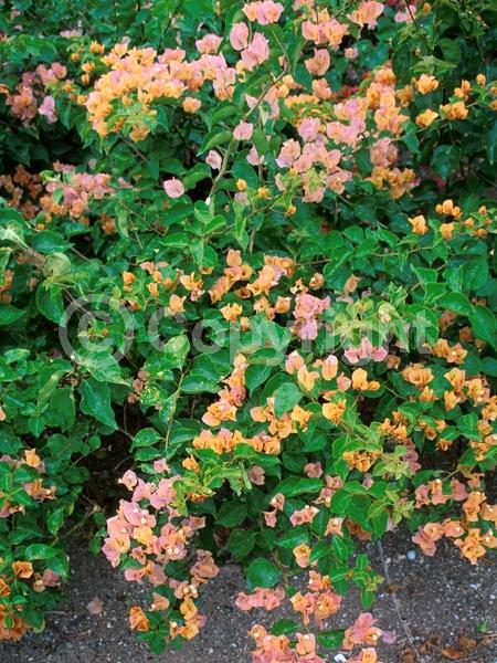 Orange blooms; Evergreen; Needles or needle-like leaf