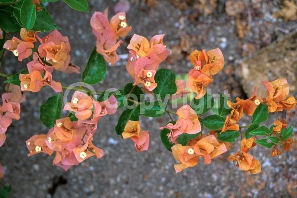 Orange blooms; Evergreen; Needles or needle-like leaf