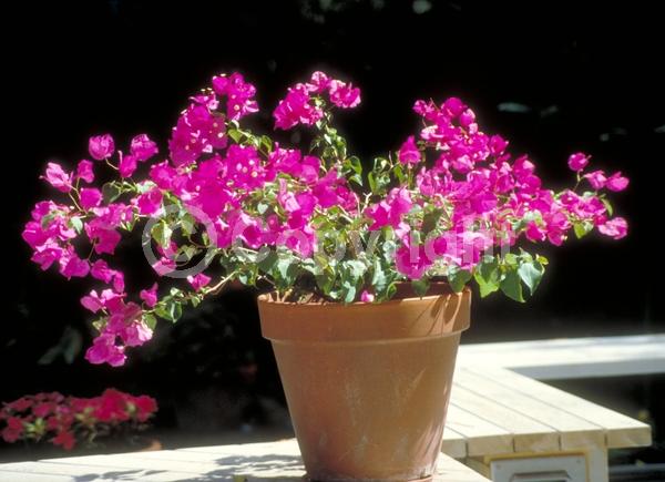 Red blooms; Orange blooms; Yellow blooms; Purple blooms; Lavender blooms; Evergreen; Needles or needle-like leaf