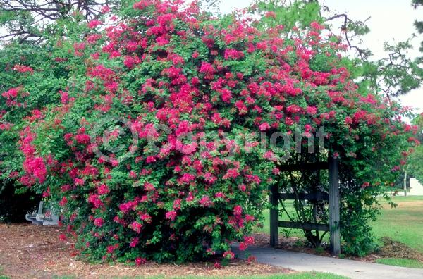 Red blooms; Orange blooms; Yellow blooms; Purple blooms; Lavender blooms; Evergreen; Needles or needle-like leaf