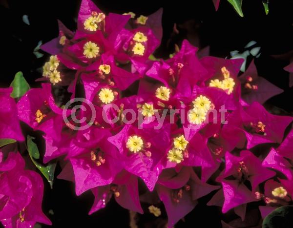 Red blooms; Orange blooms; Yellow blooms; Purple blooms; Lavender blooms; Evergreen; Needles or needle-like leaf