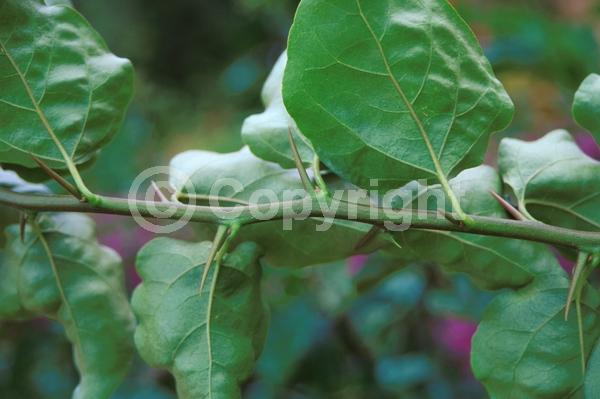 Red blooms; Orange blooms; Yellow blooms; Purple blooms; Lavender blooms; Evergreen; Needles or needle-like leaf