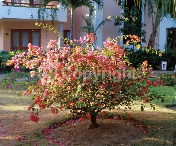 Red blooms; Orange blooms; Yellow blooms; Purple blooms; Lavender blooms; Evergreen; Needles or needle-like leaf