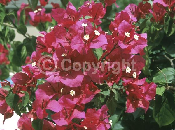 Red blooms; Orange blooms; Yellow blooms; Purple blooms; Lavender blooms; Evergreen; Needles or needle-like leaf