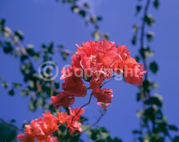 Red blooms; Orange blooms; Yellow blooms; Purple blooms; Lavender blooms; Evergreen; Needles or needle-like leaf
