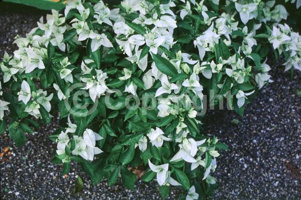 Red blooms; Orange blooms; Yellow blooms; Purple blooms; Lavender blooms; Evergreen; Needles or needle-like leaf