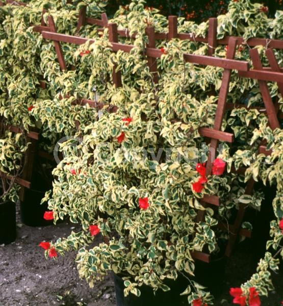 Red blooms; Orange blooms; Yellow blooms; Purple blooms; Lavender blooms; Evergreen; Needles or needle-like leaf