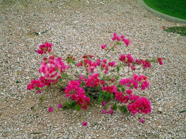 Red blooms; Orange blooms; Yellow blooms; Purple blooms; Lavender blooms; Evergreen; Needles or needle-like leaf