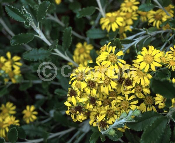 Yellow blooms; Deciduous