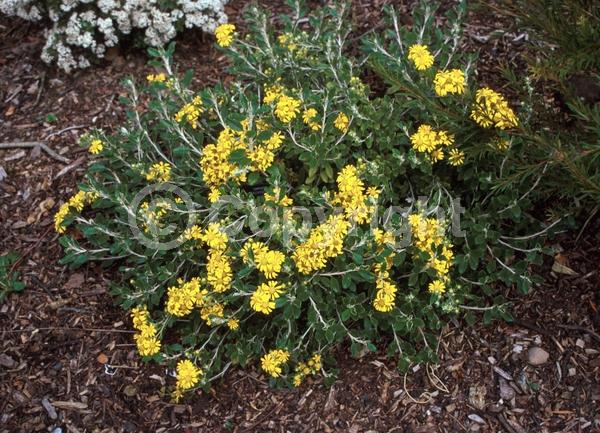 Yellow blooms; Deciduous