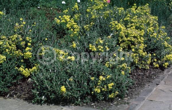 Yellow blooms; Deciduous