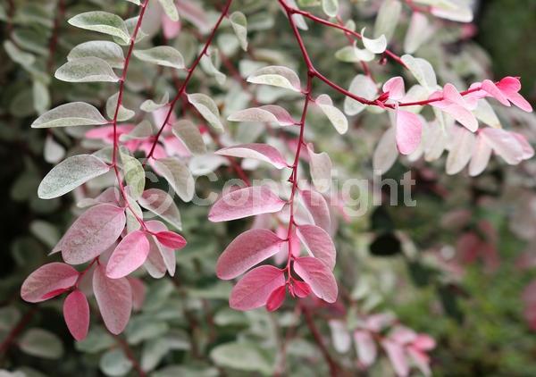 Green blooms; Evergreen; Needles or needle-like leaf; North American Native