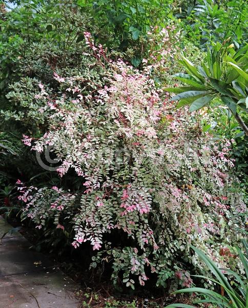 Green blooms; Evergreen; Needles or needle-like leaf; North American Native