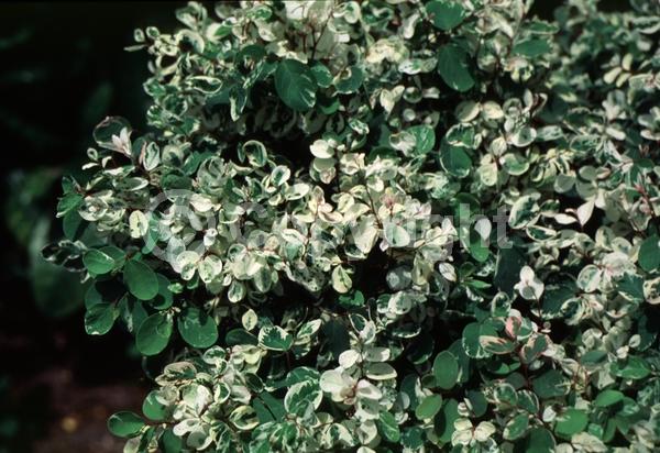 White blooms; Evergreen; Needles or needle-like leaf; North American Native