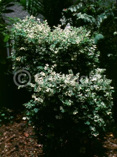 White blooms; Evergreen; Needles or needle-like leaf; North American Native