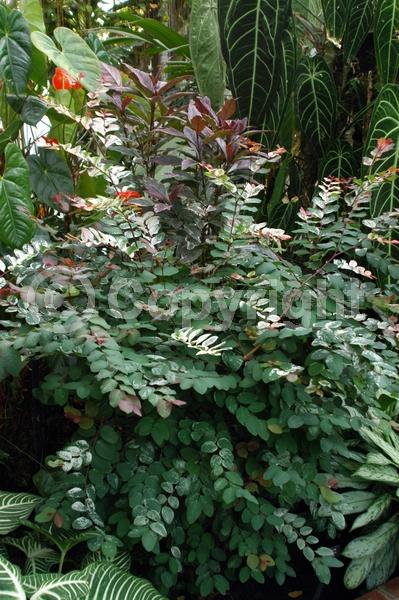 Green blooms; Evergreen; Needles or needle-like leaf; North American Native