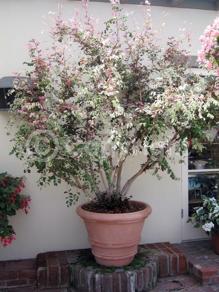 Green blooms; Evergreen; Needles or needle-like leaf; North American Native