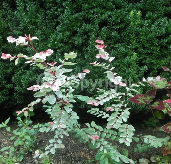 Green blooms; Evergreen; Needles or needle-like leaf; North American Native