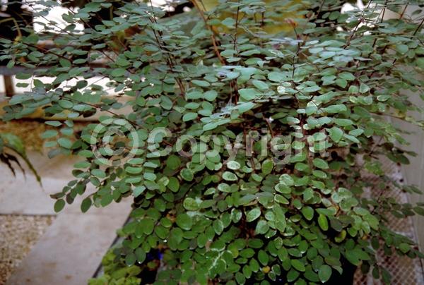 Green blooms; Evergreen; Needles or needle-like leaf; North American Native