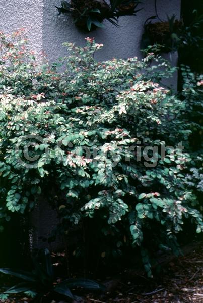 Green blooms; Evergreen; Needles or needle-like leaf; North American Native