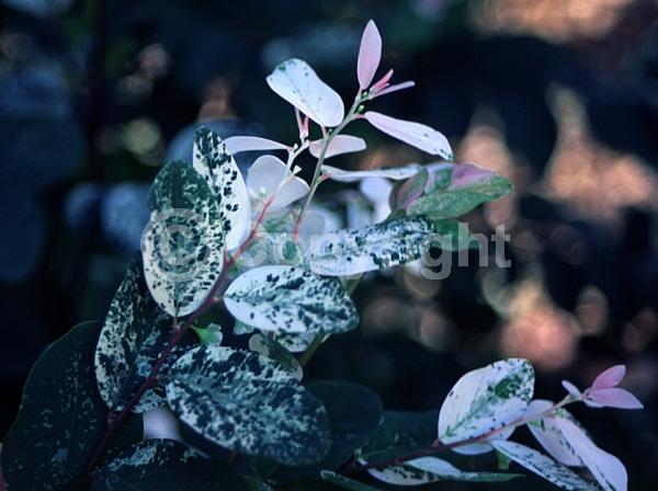 Green blooms; Evergreen; Needles or needle-like leaf; North American Native