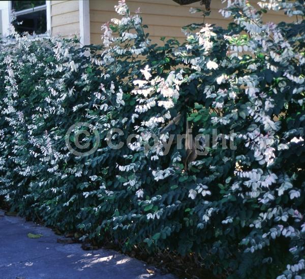 Green blooms; Evergreen; Needles or needle-like leaf; North American Native