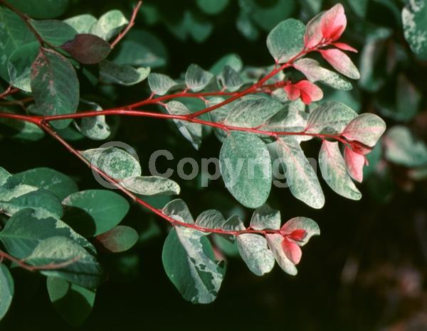 Green blooms; Evergreen; Needles or needle-like leaf; North American Native